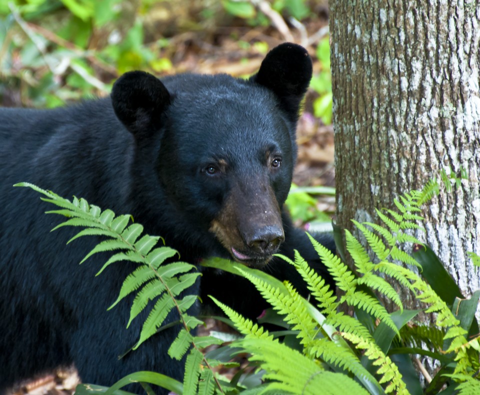 Bear Photos from Wekiva State Park in Central Florida