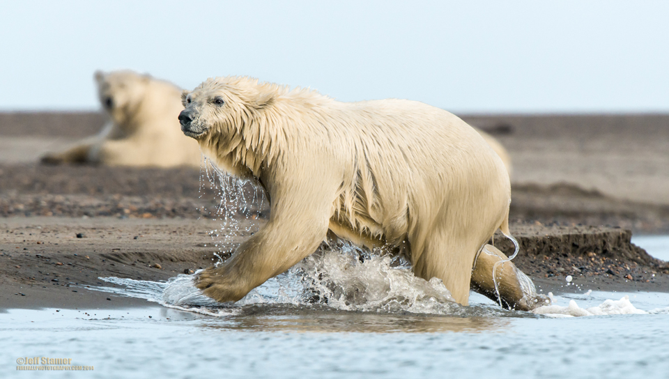 The Bears of Kaktovik Polar Bear Photography Tips & Tour Recap