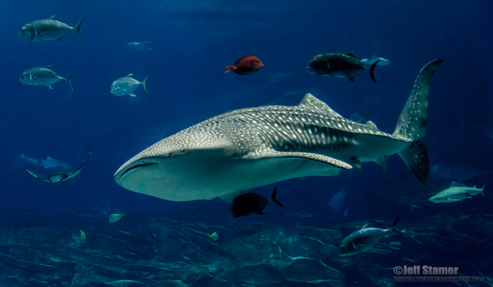 Georgia Aquarium Photo Tips: Whale Sharks, Manta Rays and Belugasoh My!  - Firefall Photography