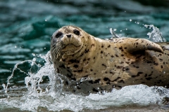 "Bathing Beauty"