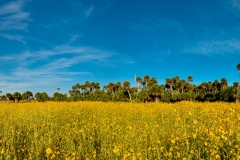 Sunflower Island