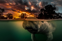 "Morning Rendezvouz" One of my most popular manatee images.  Read more about it at: http://www.firefallphotography.com/perceptions/