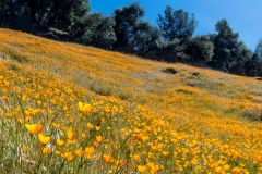Summer fields of California Poppies can totally transform  landscapes into orange fantasies.