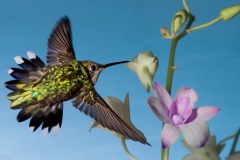 Winged Iridescence'   I never really appreciated just how iridescent hummingbird feathers are until I started photographing them.  It's almost like they have little neon tubes lighting them up when you hit them the right way with your flash!