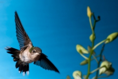 'Bank and Roll' I'm amazed at the aerial acrobatics hummingbirds display.  Those antics can make them difficult to photograph, but on the other hand, when you get a good shot, it is that much more rewarding!