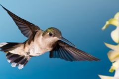 'Harriott's Breakfast'  Harriott was a female Ruby Throated hummer that 'adopted' my feeder a few years back.  Check out the end of her beak!