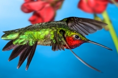 'Winged Wonder'  Ruby Throated Hummingbird glaring at my camera as he zips through my garden.