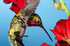 'Pretty as a Postcard'  Anyway, that is what my wife said when she looked over my shoulder at this shot on my monitor:)This male Ruby-Throated hummingbird was dropping in for a meal when I caught him in the act.