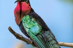 'Sitting Pretty'  Purple-throated carib Hummingbird