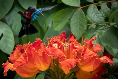 'Hover Mode'  Purple-throated carib Hummingbird feeding from the impressive flower of an African Tuliptree.