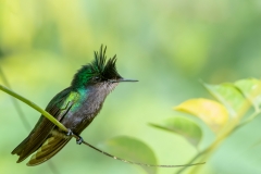 ' Out on a limb...'    Antillean Crested Hummingbird photographed in St. Lucia