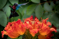 'Hover Mode'  Purple-throated carib Hummingbird feeding from the impressive flower of an African Tuliptree.