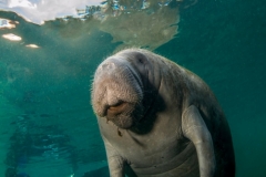 2014-Manatee-Feb-14-00191.1