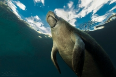 Manatee Blimp