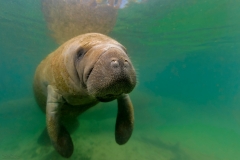 "Manatee Dreams"