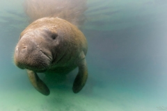 manatees in the mist