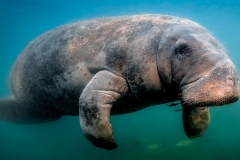 "Manatee Flyby"