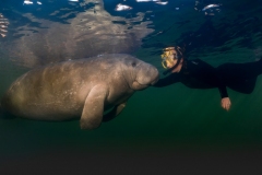 "Meet my (not so) little friend!"  Face to face encounter near a warm water Florida spring.