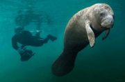 Manatee and diver. This manatee couldn't care less about the diving photographer behind him. In fact, it looks like the diver forgot about his camera as he got close to the manatee. Photographed near Crystal River, Florida