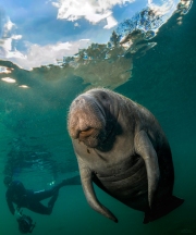 "Manatee and Photographer" This manatee couldn't care less about the photographer in the background. He's just basking in the warm Florida morning sun on a beautiful day