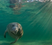 "Duck and Roll"  Manatees are surprisingly graceful despite their bulk.  This fella was slowly rotating to get a better look at me.