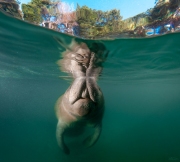 "Time's Up"  Manatees normally surface every 3-5 minutes when they are awake.