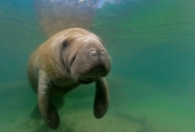 "Manatee Dreams"