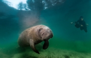 "Old Soul" A buddy snapped this shot of me setting up to photograph this ancient manatee.
