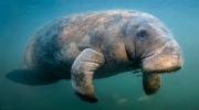 "Manatee Flyby"