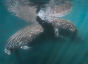 Upscaled with Gigapixel v1.0.1. 2450x1769 => 8000x5776 (3.26531x) Model: Standard V2, denoise: 1, sharpen: 0.6217013338811263, decompression: 0.5376864213659704