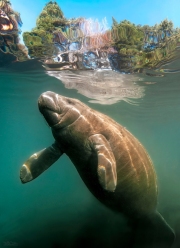 "Surface!  Surface!  Surface!"