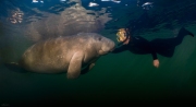 "Meet my (not so) little friend!"  Face to face encounter near a warm water Florida spring.