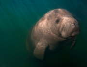 "From the Depths"