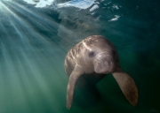 "Sunbather"  Manatees love basking in the warm sunlight on chilly winter mornings.