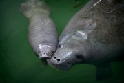 "Cheek to Cheek"  A day-old Mantatee nuzzles her mom.