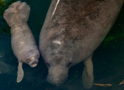 2025-Baby-Manatee-09-27-1197