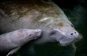 "PDA"  Manatees openly display affection, and it is especially heart-warming to watch mothers and newborn calves interact.