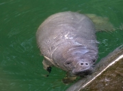 2025-Baby-Manatee-09-28-3639
