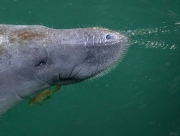 "Exasperated"  This Manatee was already exhaused and frustrated by the antic of her newborn.  Come to think of it, I'm seen that same look in human females...