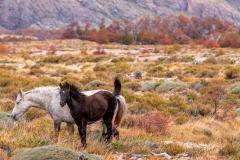 \'Patagonian Ponies\'