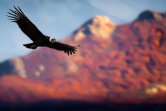 \'Flight of the Condor\'