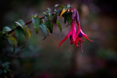 \'Macro beauty\'
