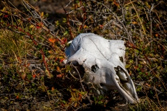 \'Guanaco... after...\'
