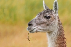 'Guanaco... before'