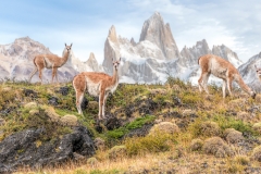 'Guanaco Ridge'