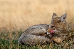 \'Foxy Lady\'