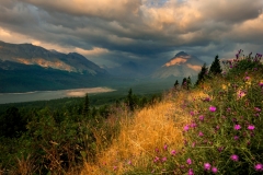 "Wildflowers vs Wildfires"