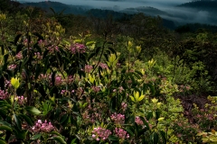 'Foothills Fantasia'