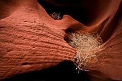 Tumbleweed Still Life