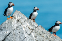'Larry, Curly and Moe (aka: Puffin Pyramid)'